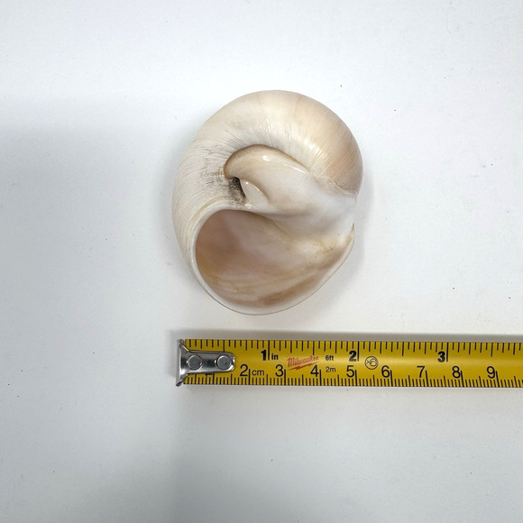 Lot of 3 Unique Seashells – Spiral Turritella, Moon Snail & Round Shell - Picture 7 of 14